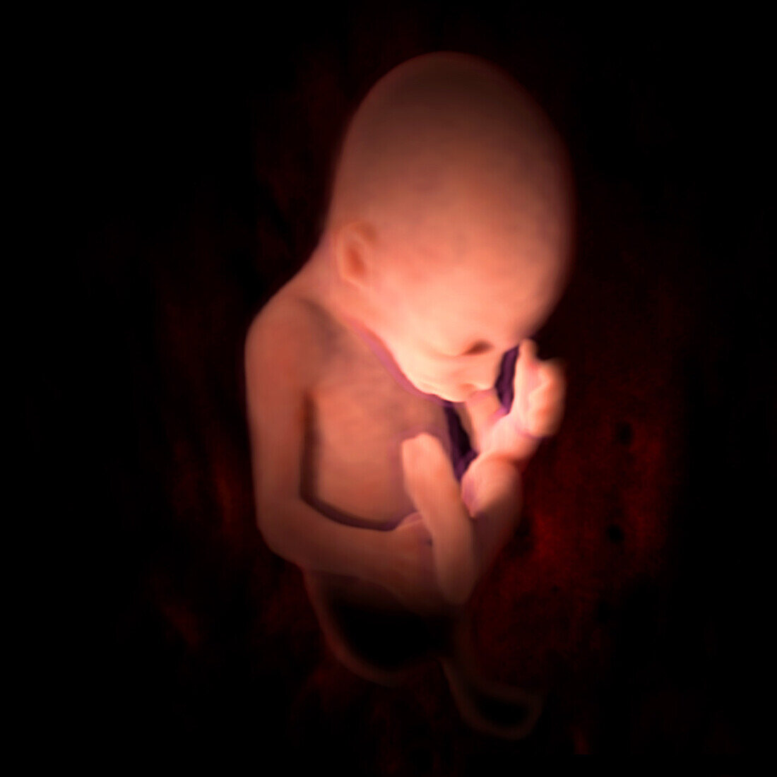 Right-Frontal View of Fetus, 24 Weeks