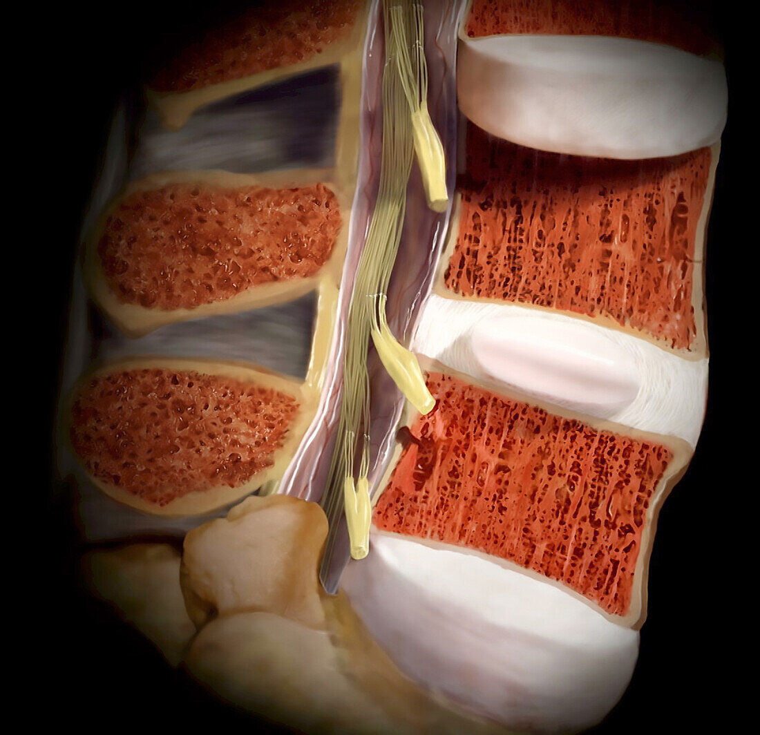 Vertebral Column and Spinal Cord, Sagittal Section