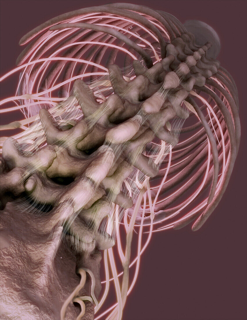 Inferior View of Spine and Intercostal Nerves