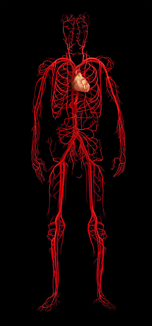 Circulatory System, Male Figure