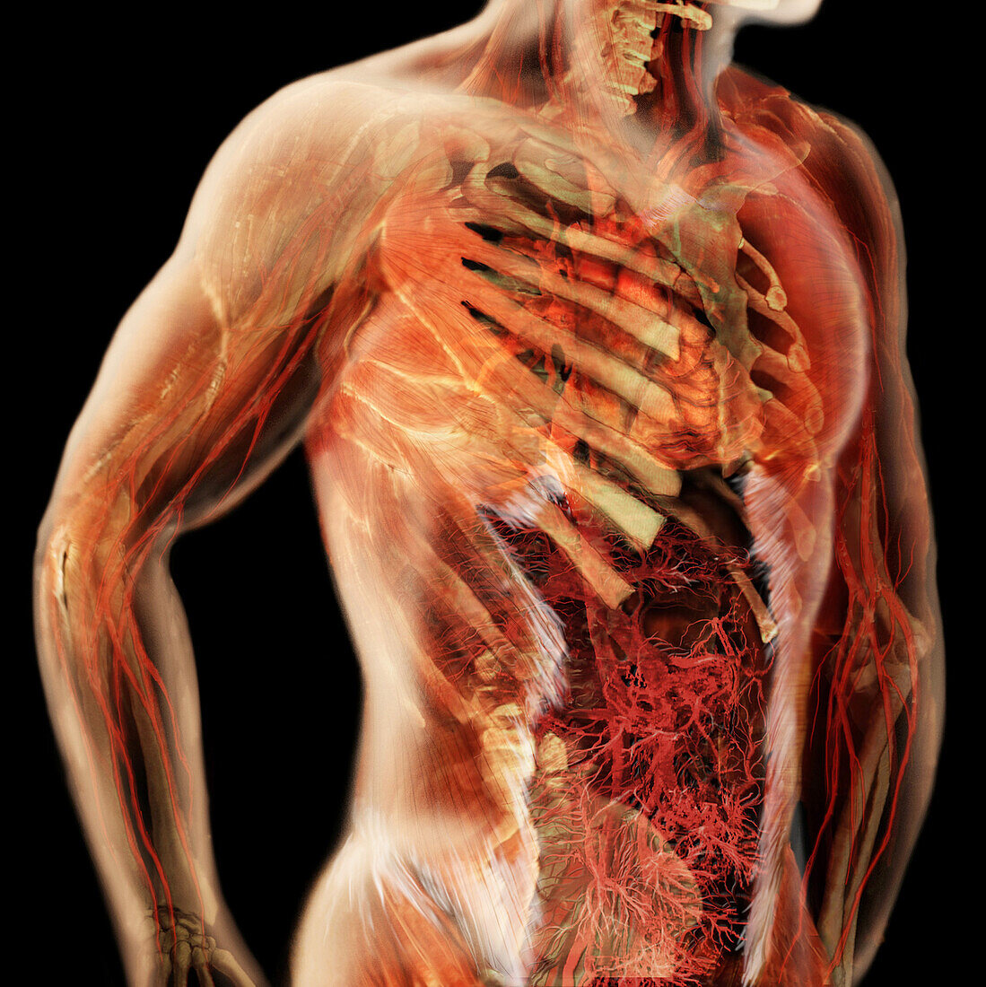 Cardiovascular System, Male Torso