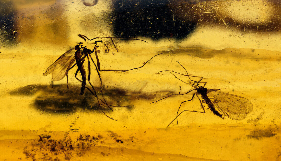 Mosquitos in Amber