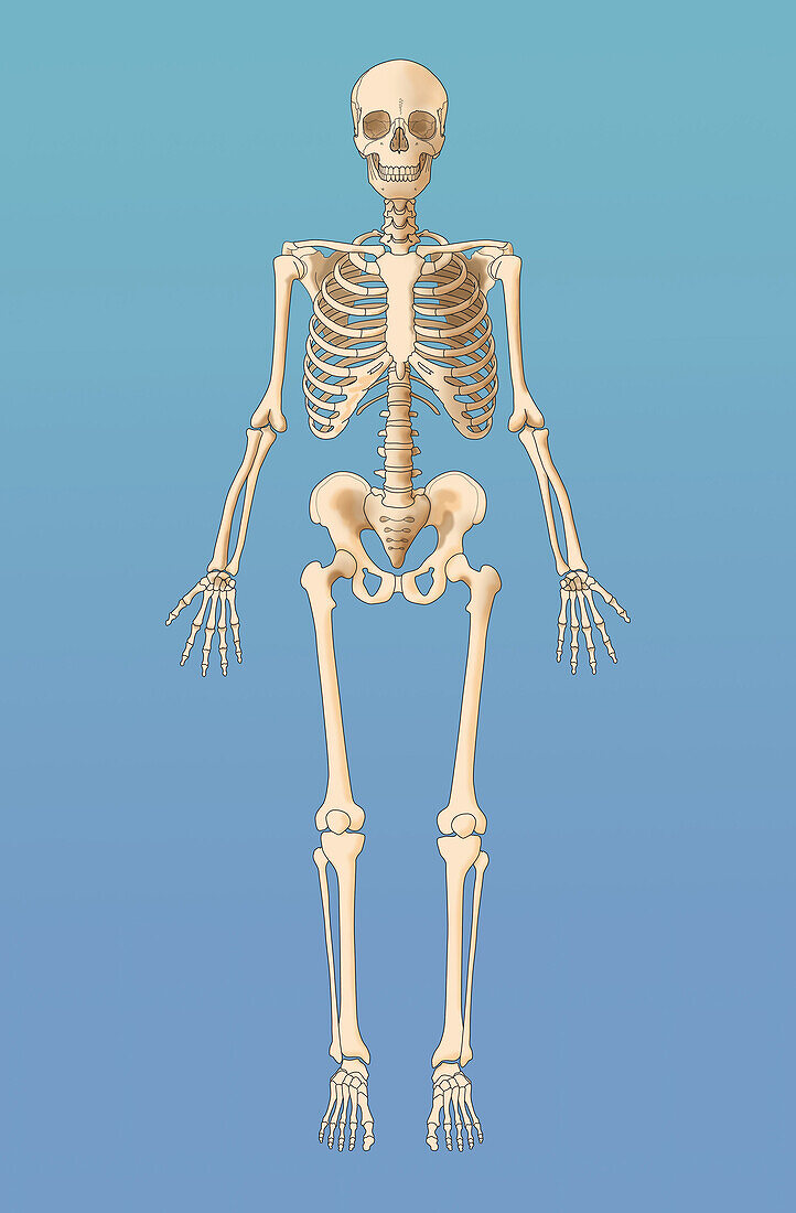 Adult Skeleton, Illustration