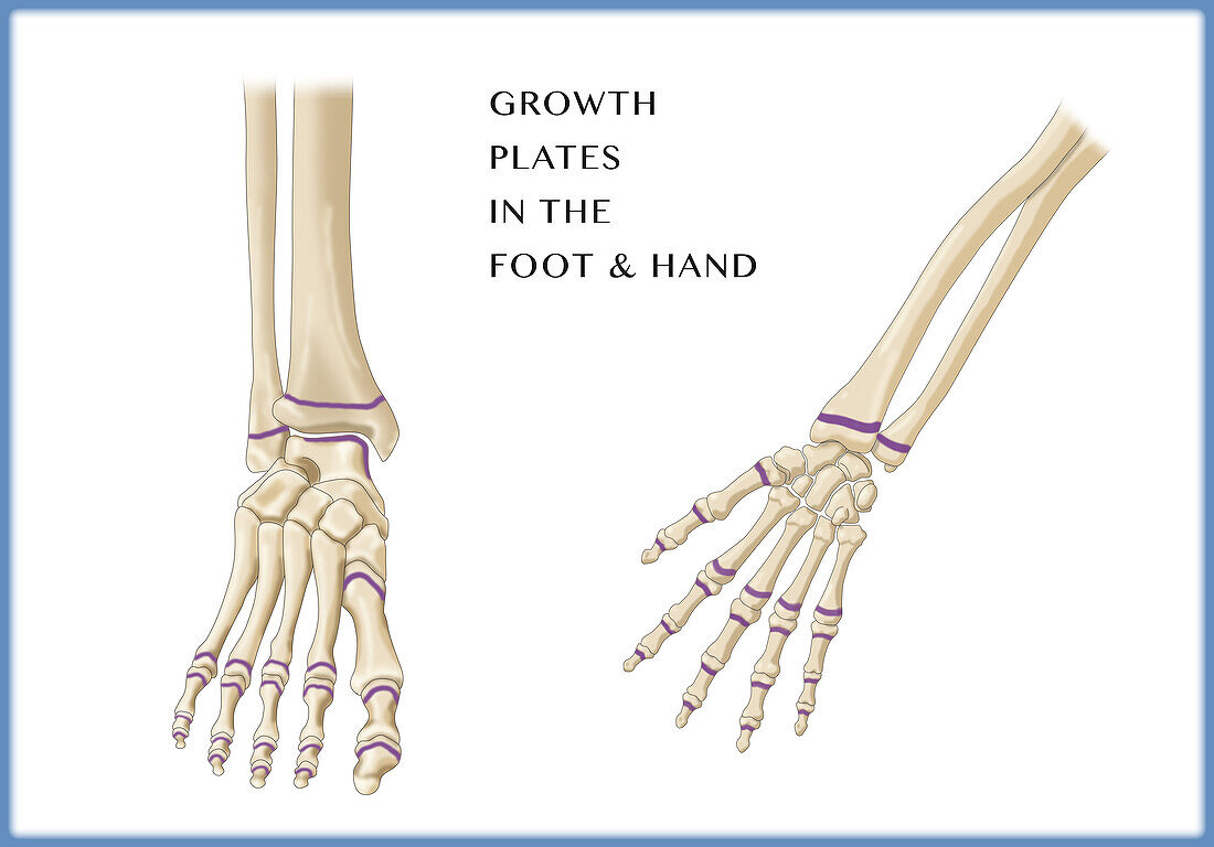 Growth Plates, Foot and Hand, Illustration