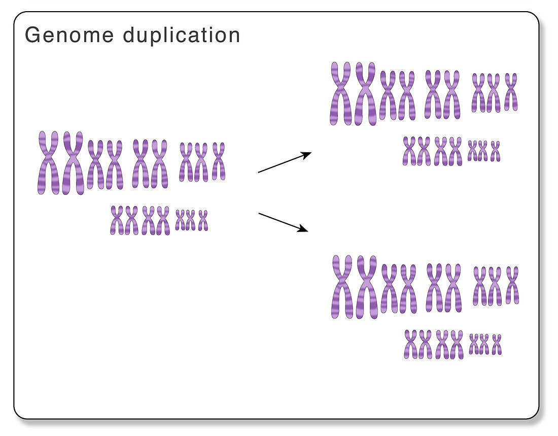 Whole Genome Duplication