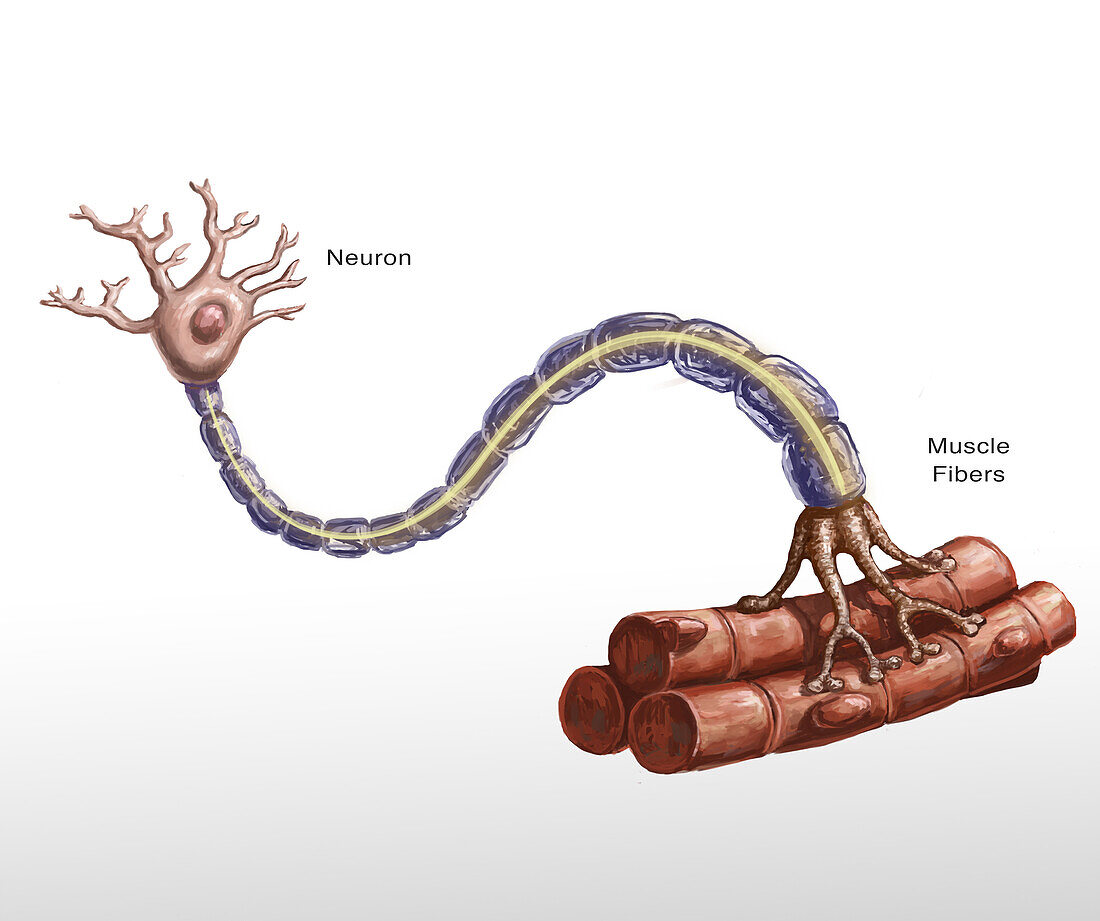 Motor Neuron and Muscle Fibre Illustration