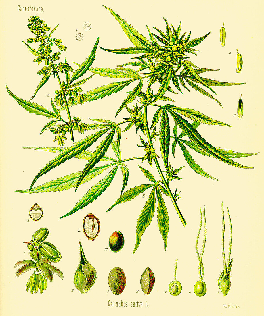 Cannabis sativa, 19th Century Illustration