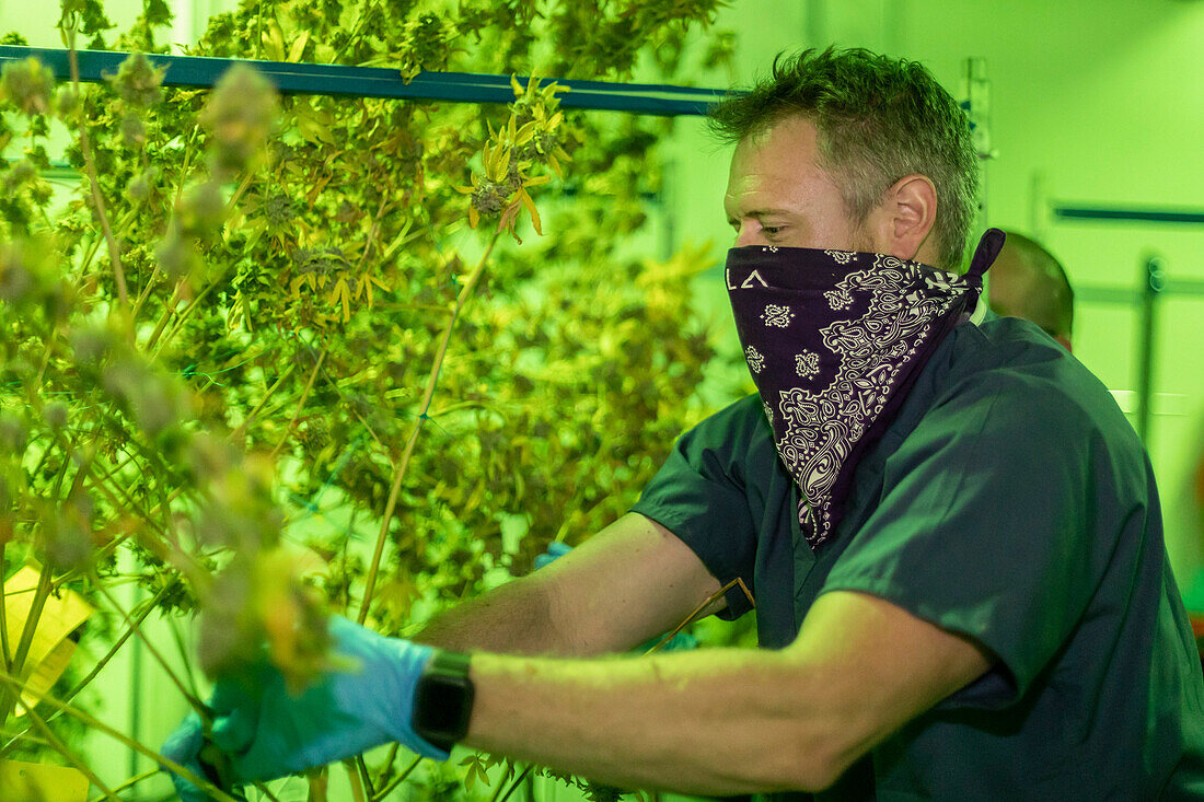 Harvesting cannabis, Michigan, USA