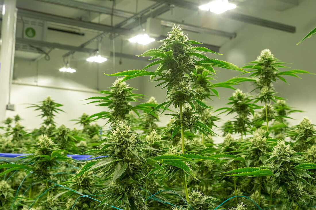 Cannabis farm, Michigan, USA