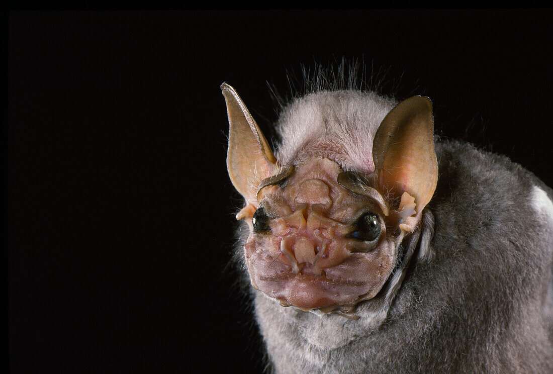 Wrinkle-faced Bat, Centurio senex