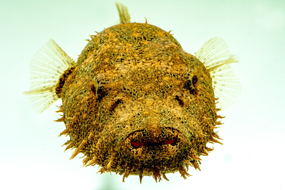 Hairy Pufferfish (Tetraodon baileyi)