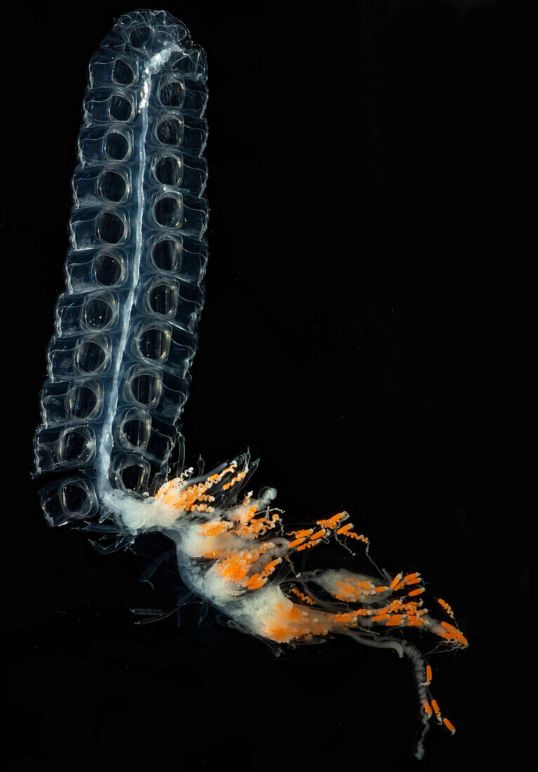 Siphonophore Colony