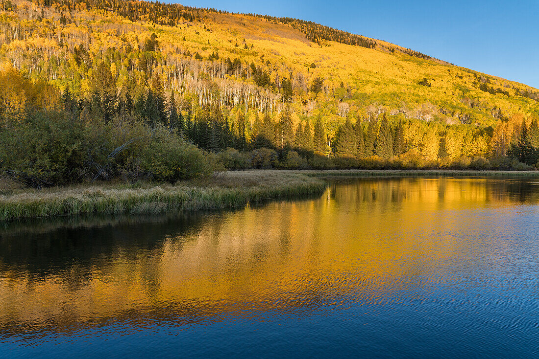 Quaking aspen trees (Populus tremuloides) in autumn