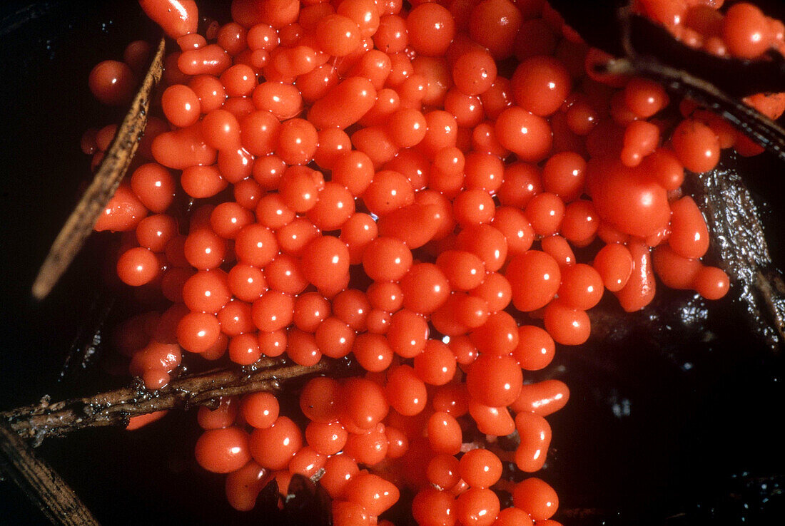 Arcyria Ferruginea