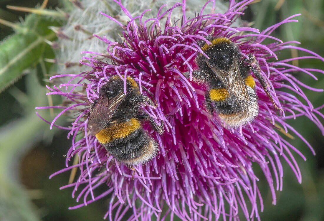 Buff-tailed bumblebees
