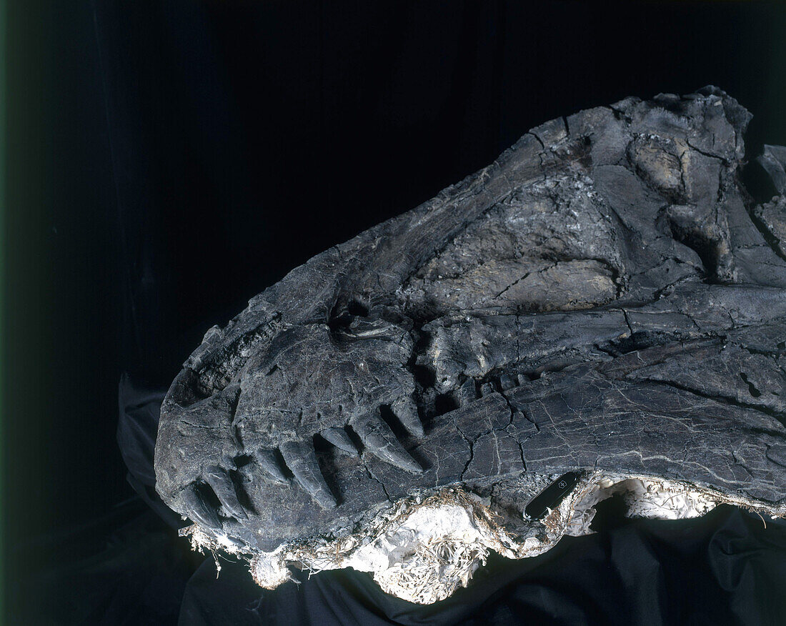 Acrocanthosaurus dinosaur skull