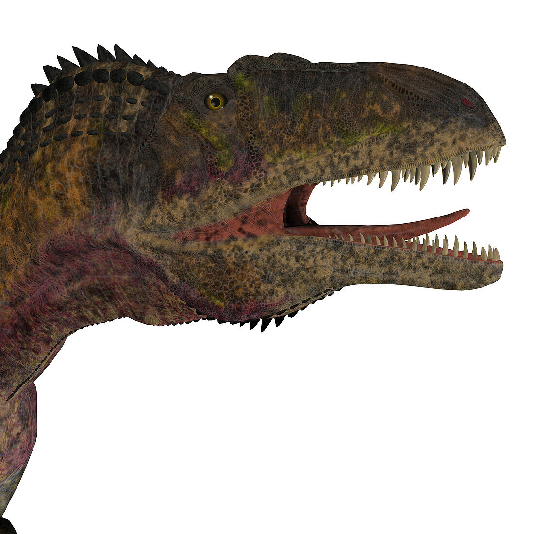 Acrocanthosaurus head, illustration
