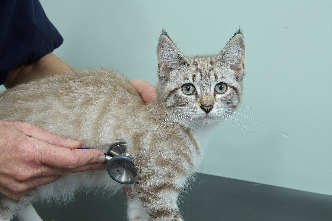 Kitten being vaccinated