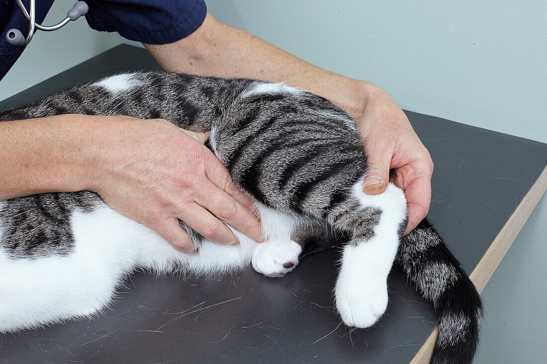 Vet checking cat's limbs