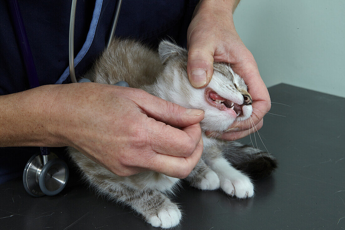 Vet checking kitten's teeth