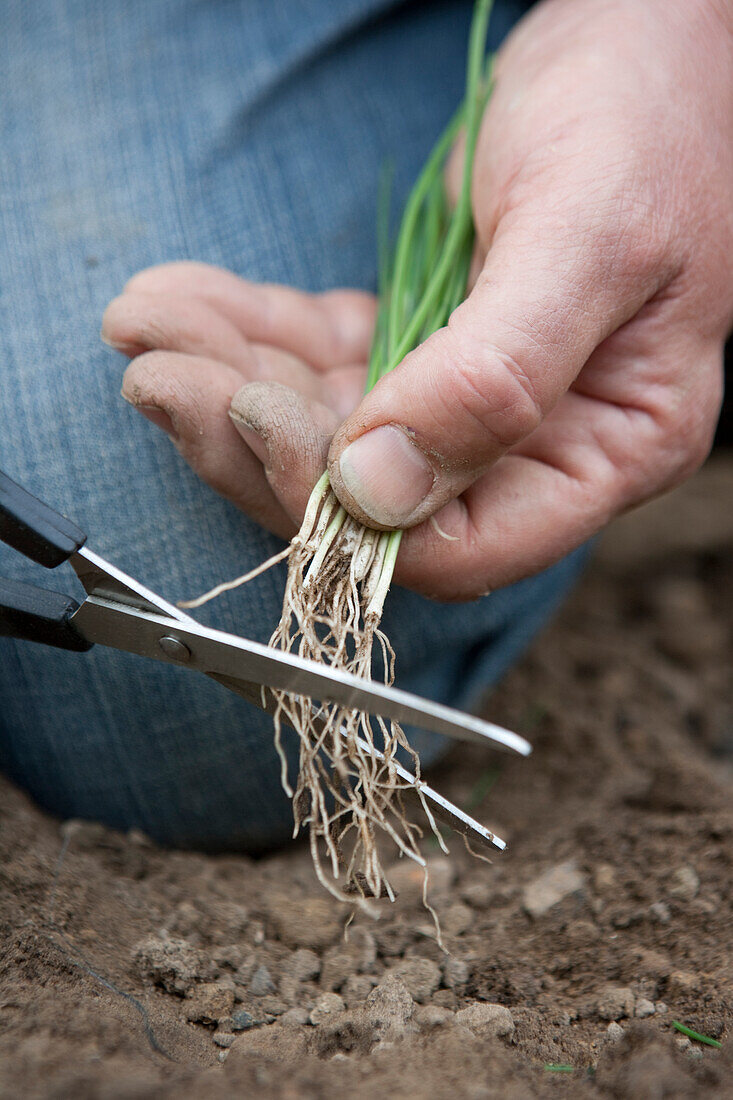 Trimming roots from onion seedlings