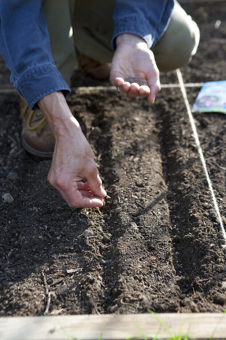 Sowing seeds direct into vegetable bed using drills