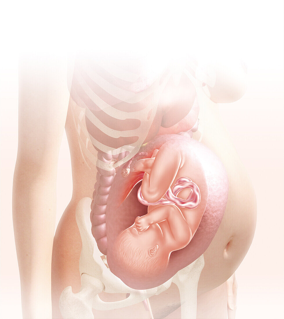Embryo in the womb at 39 weeks, illustration