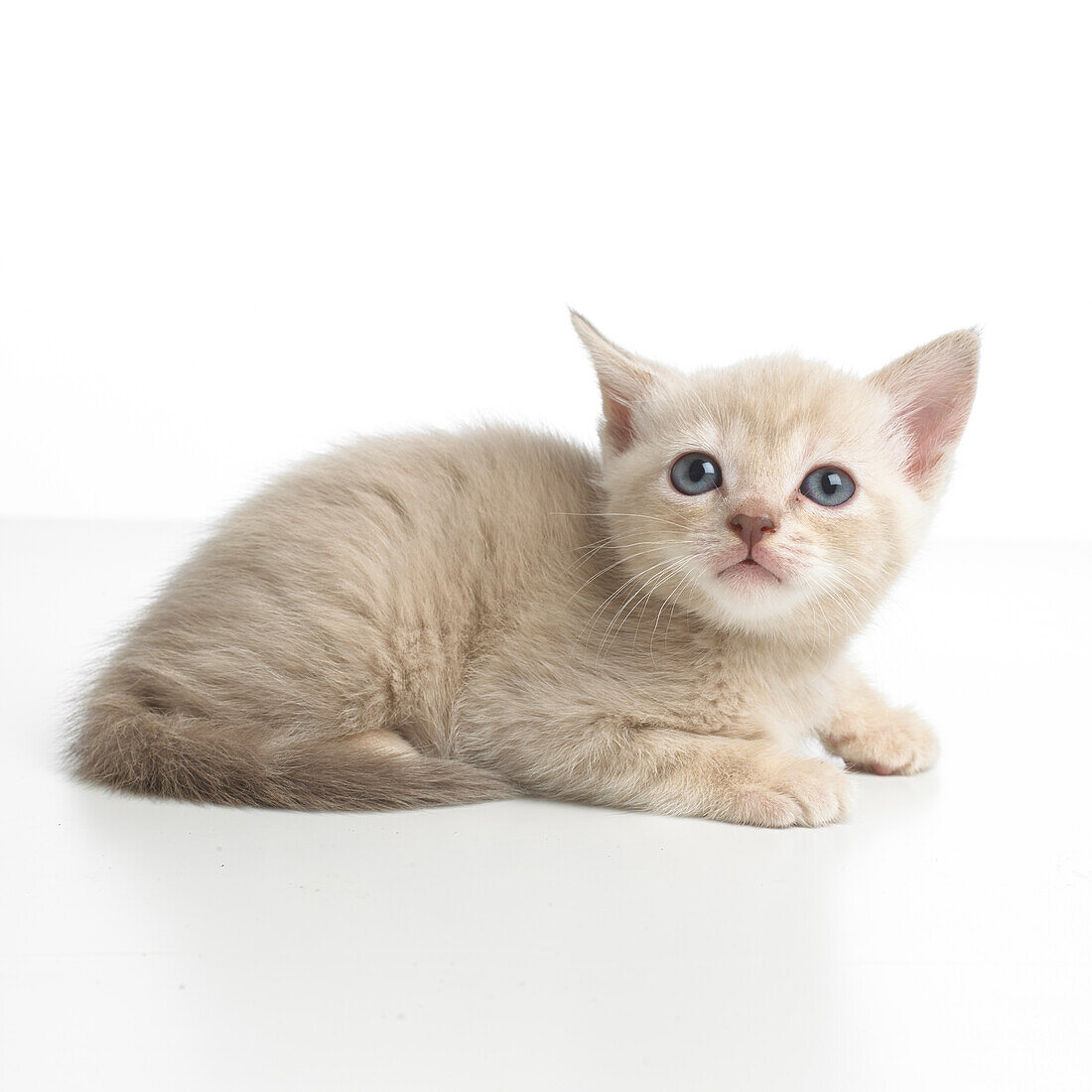 Burmese cross breed kitten