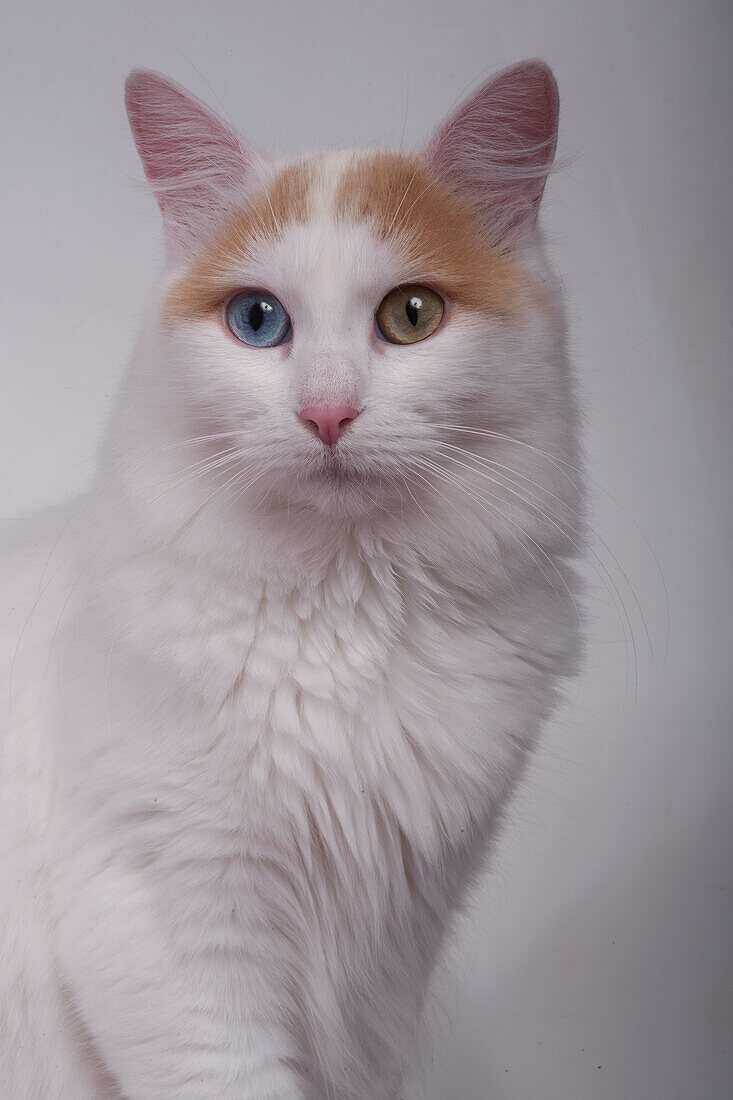 Turkish van semi longhair cat