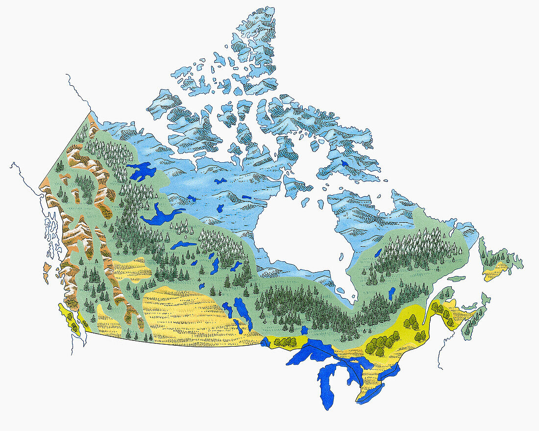 Vegetation zones on map of Canada, illustration