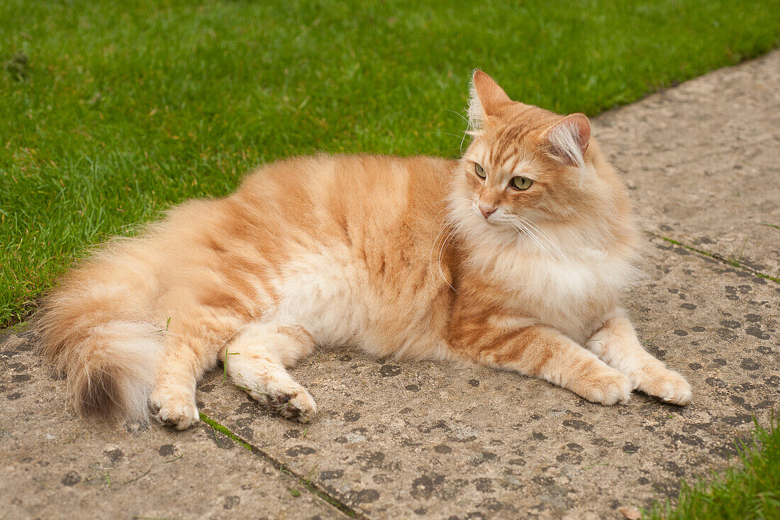 Norwegian forest cat