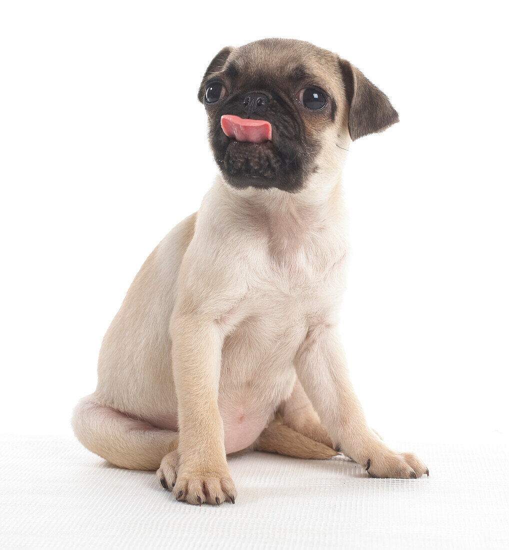 Pug puppy licking nose, 7-week-old