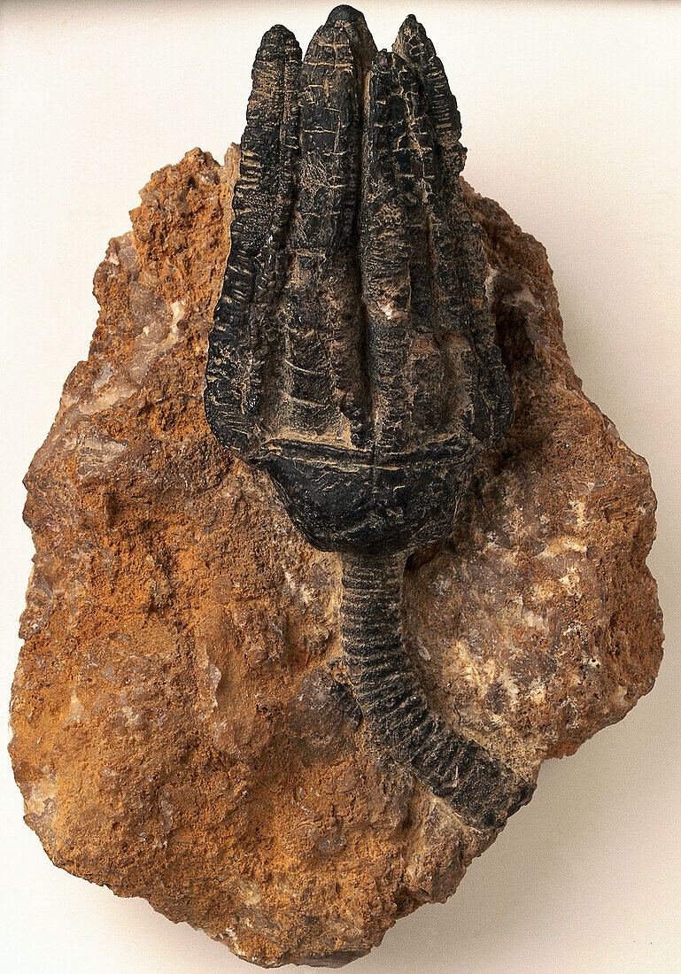 Sea lily fossil