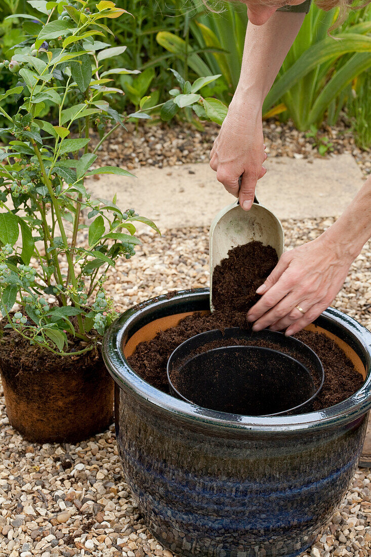 Planting a blueberry plant in glazed terracotta pot