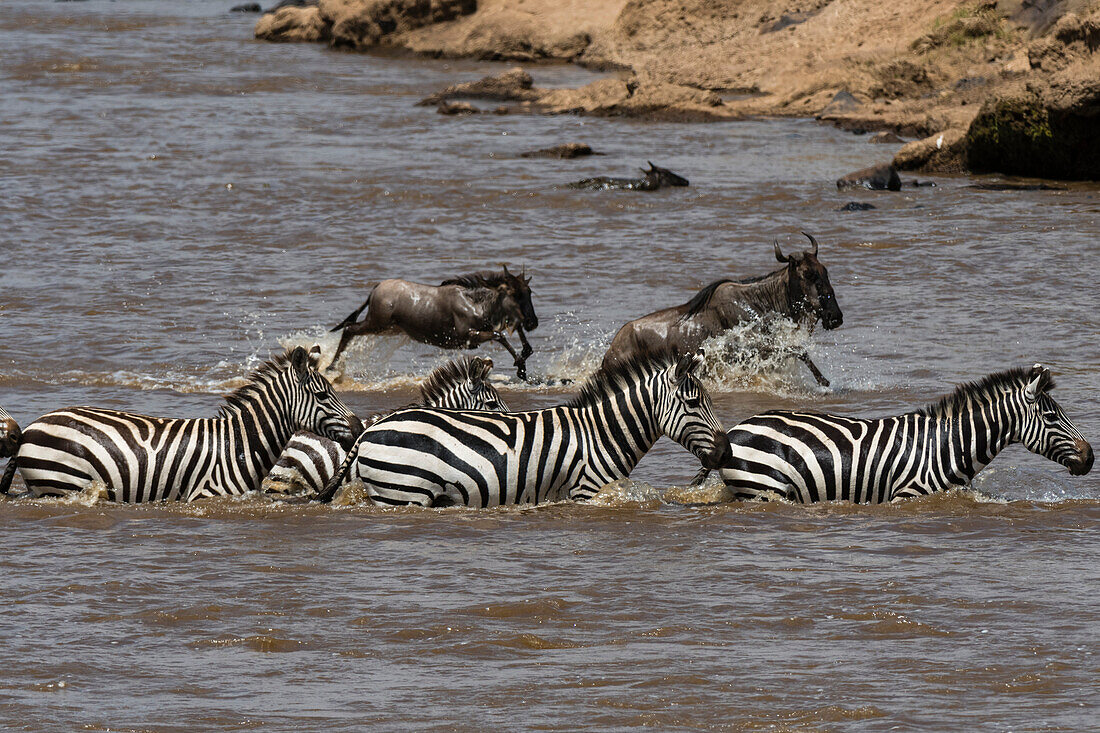 Zebras and wildebeest crossing river