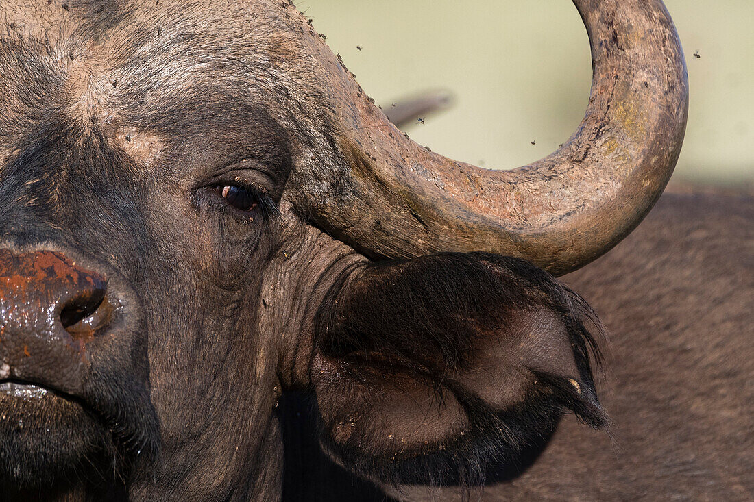 African buffalo