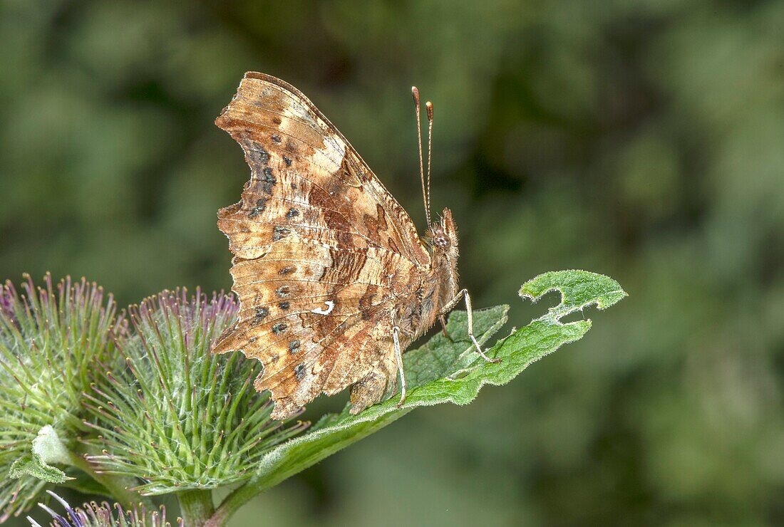 Comma butterfly