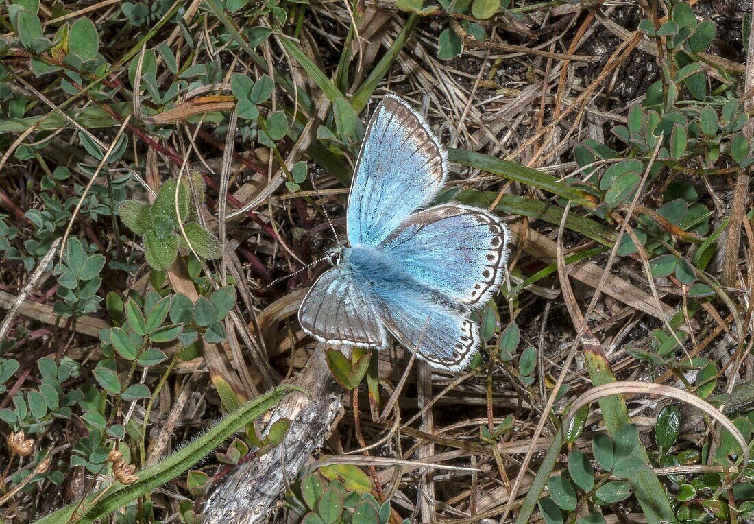 Chalk-hill blue butterfly