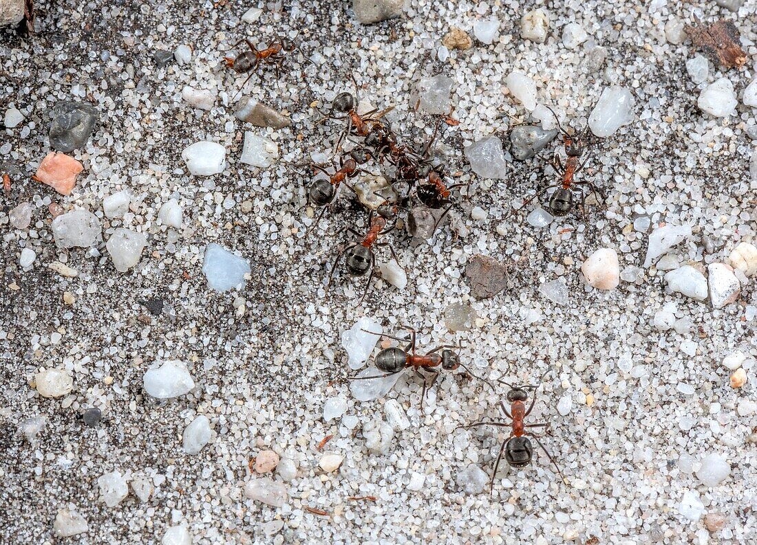 Southern wood ants