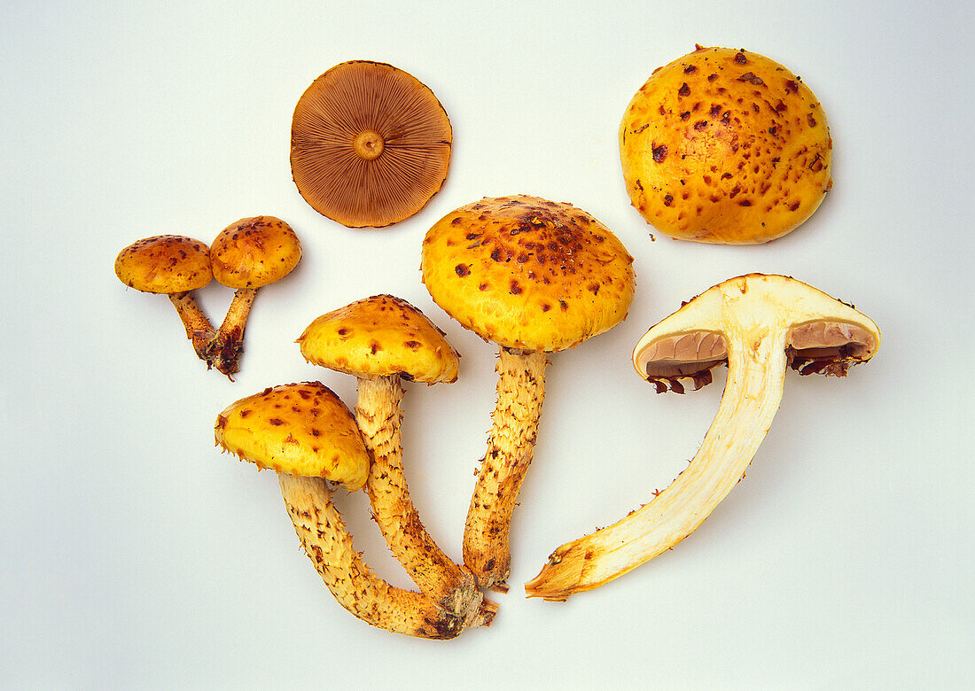 Golden scale-head mushrooms