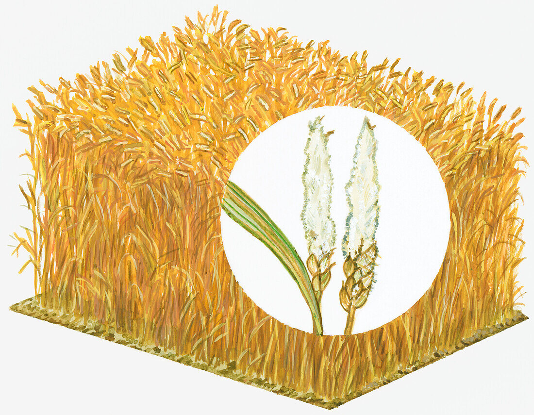 Wheat crop and powdery mildew, illustration