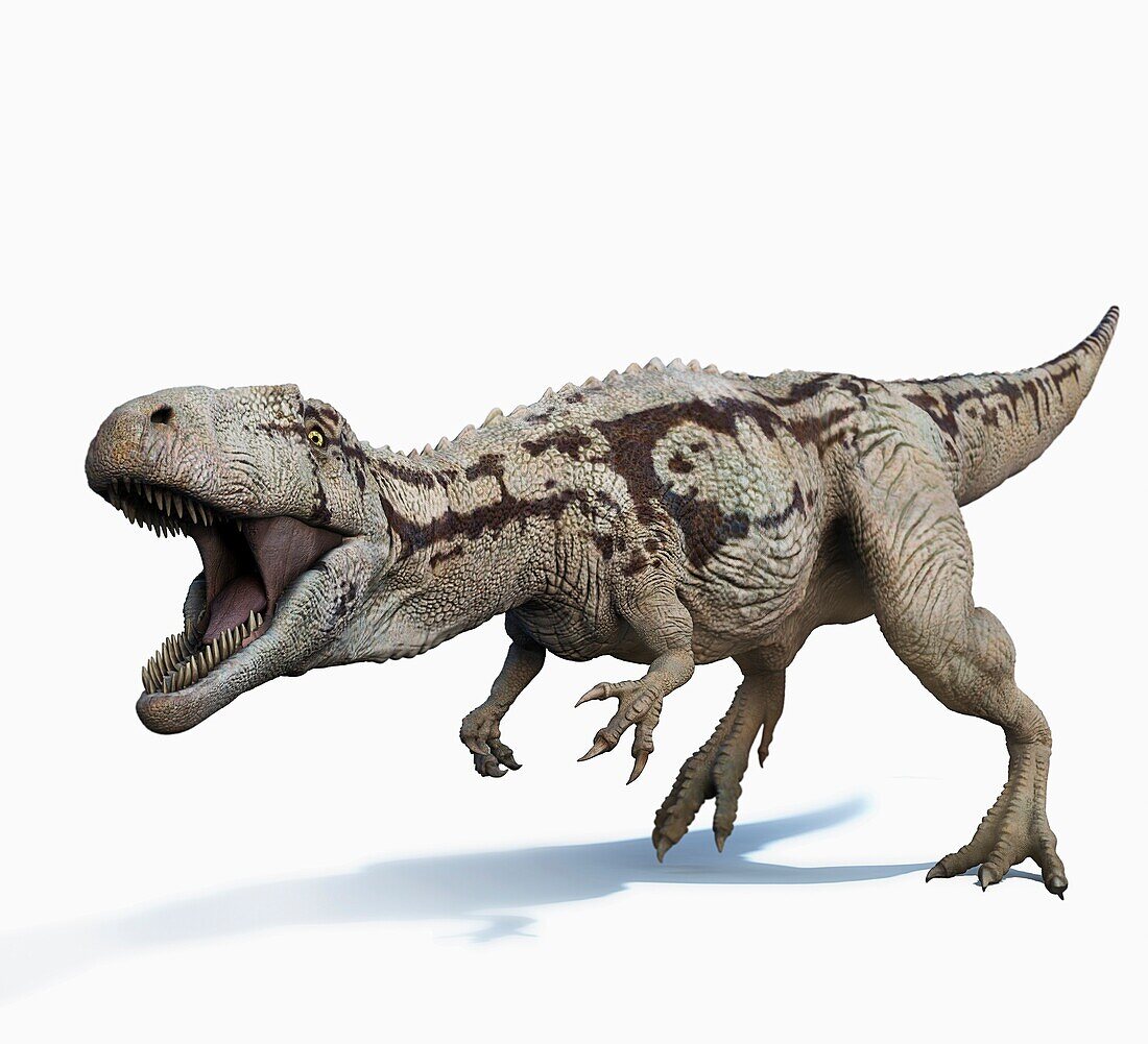 Carcharodontosaurus with mouth open and teeth exposed