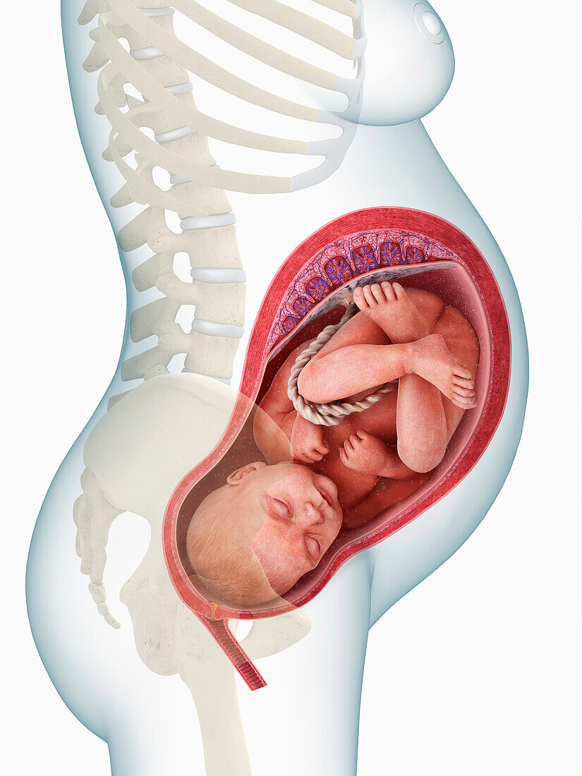 Foetus in womb at 8 months, illustration