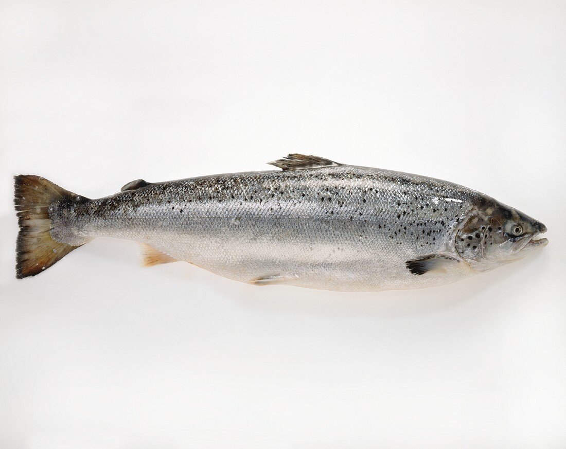 A salmon