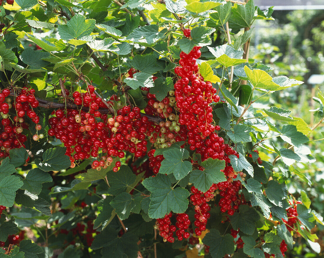 Redcurrants (Ribes rubrum 'Jonkheer van Tets')