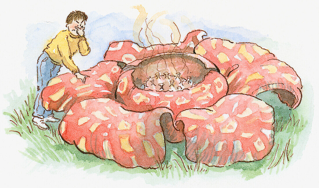 Disgusting smell of Rafflesia arnoldii, illustration