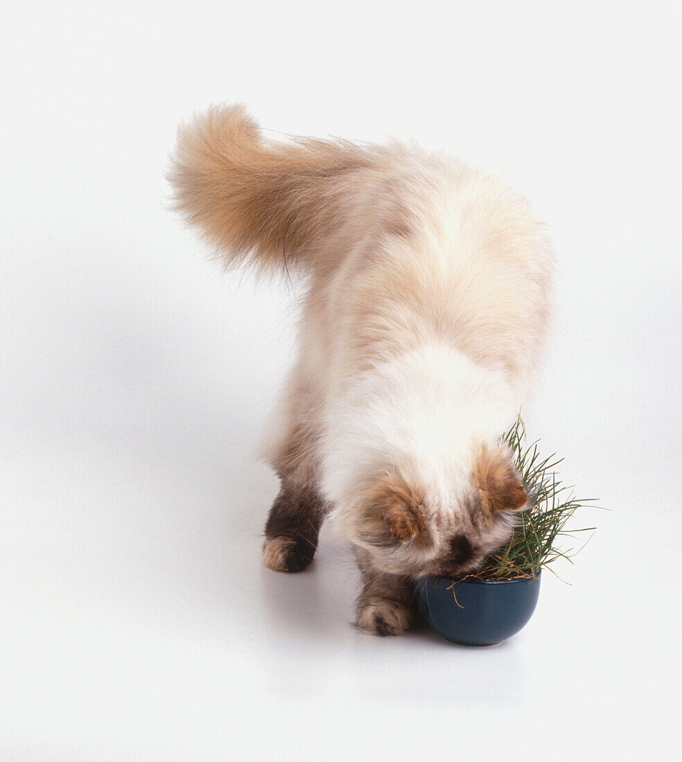 Colourpoint cat with nose in pot of grass