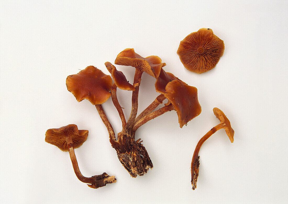 Cluster of wood-loving pixie cap mushrooms