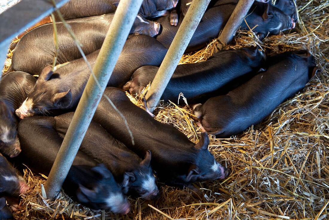 Piglets sleeping under warm lamps in sty