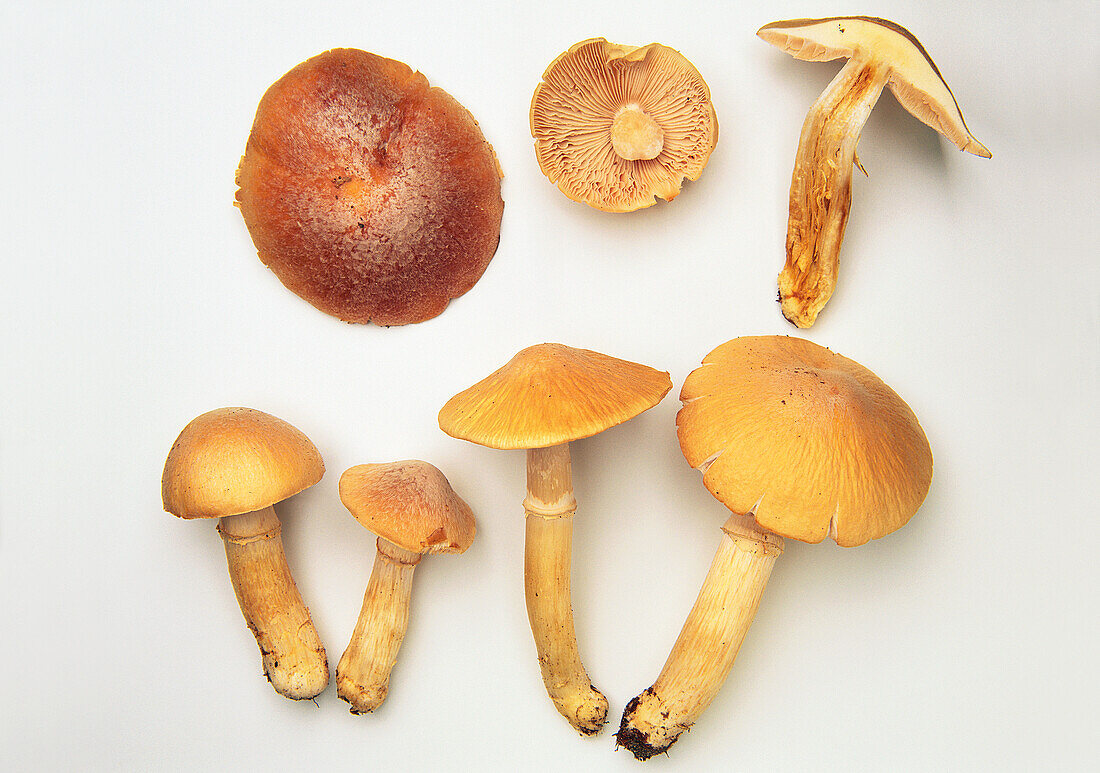 Yellow gypsy mushroom